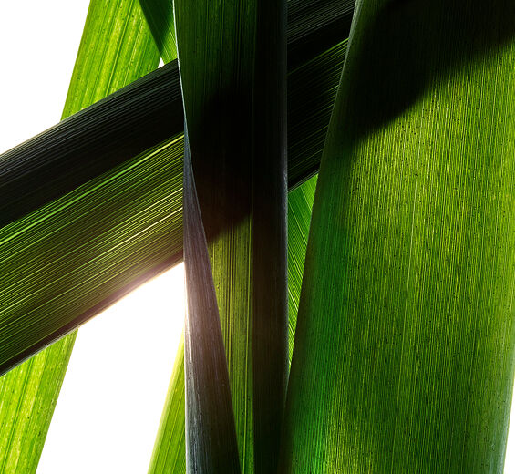 Giant Proven&ccedil;al reed-Organic giant Proven&ccedil;al reed extract-Arundo Donax Stem Extract